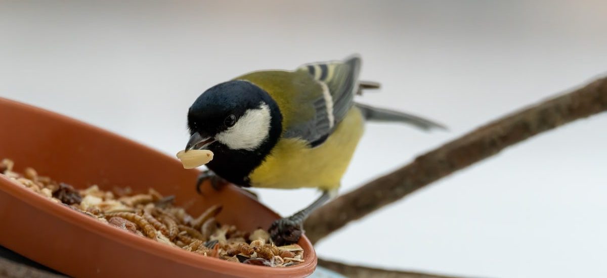 A close-up shot of a coal tit bird feeding on seeds from a bowl outdoors during winter.