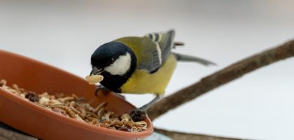 A close-up shot of a coal tit bird feeding on seeds from a bowl outdoors during winter.