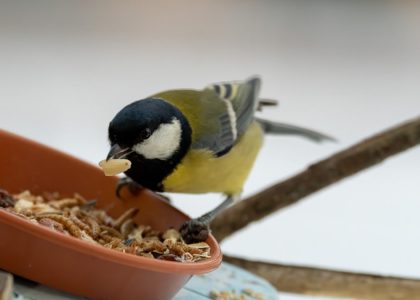 A close-up shot of a coal tit bird feeding on seeds from a bowl outdoors during winter.